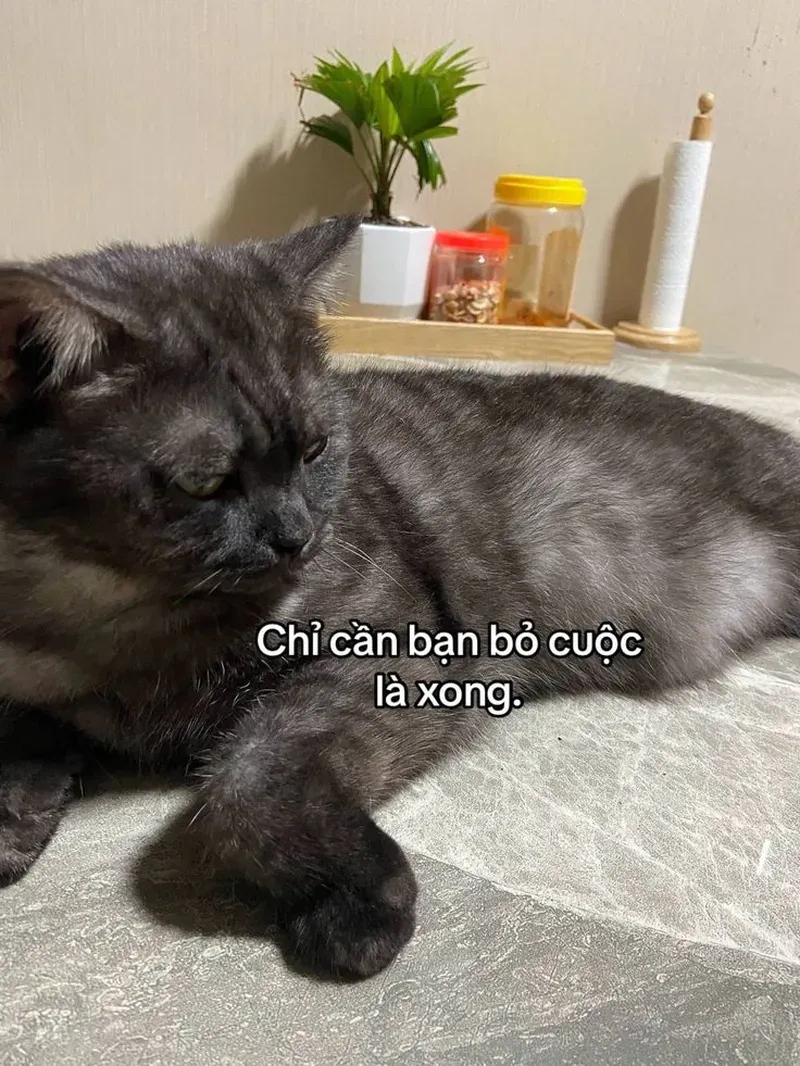 Bạn đã bao giờ thấy một mèo meme hài bựa lầy lội như thế này chưa