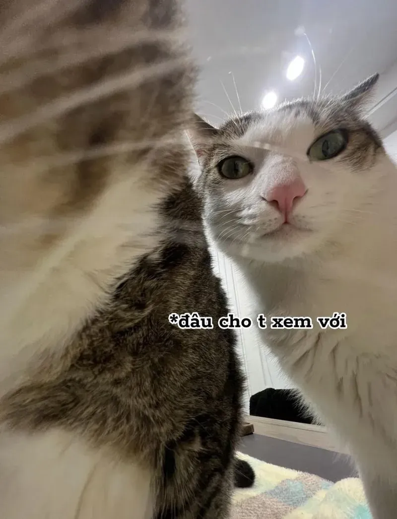 Đáng yêu vô đối với ảnh meme mèo dễ thương hot trend