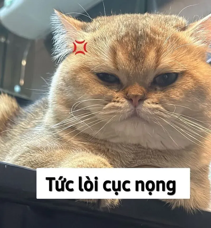 Bộ sưu tập ảnh mèo ảnh meme mèo khiến bạn cười không ngớt