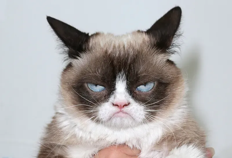Tận hưởng niềm vui với loạt ảnh meme mèo hài hước