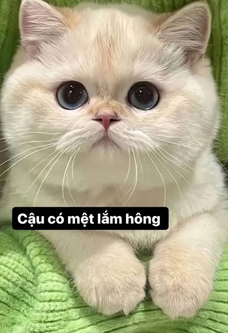 Lạnh lùng, khó đoán với hình ảnh meme mèo vô tri