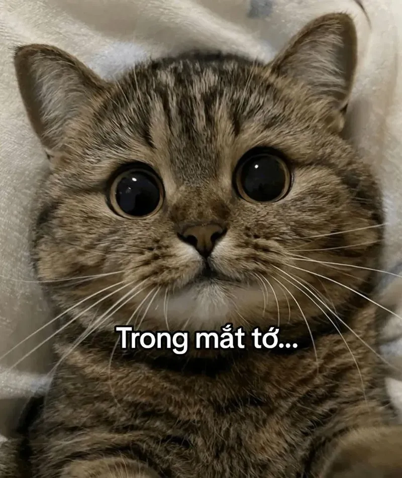 Tận hưởng niềm vui với mèo ảnh meme mèo đang gây sốt