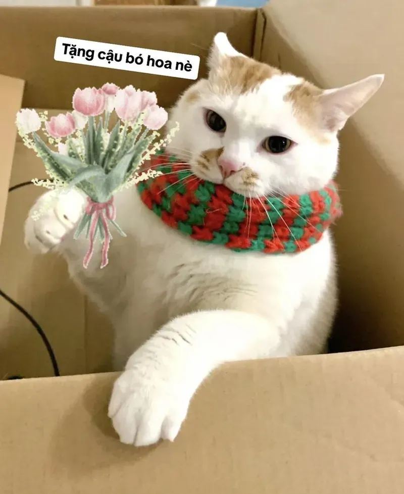 Không thể bỏ lỡ loạt ảnh meme mèo tom cực chất