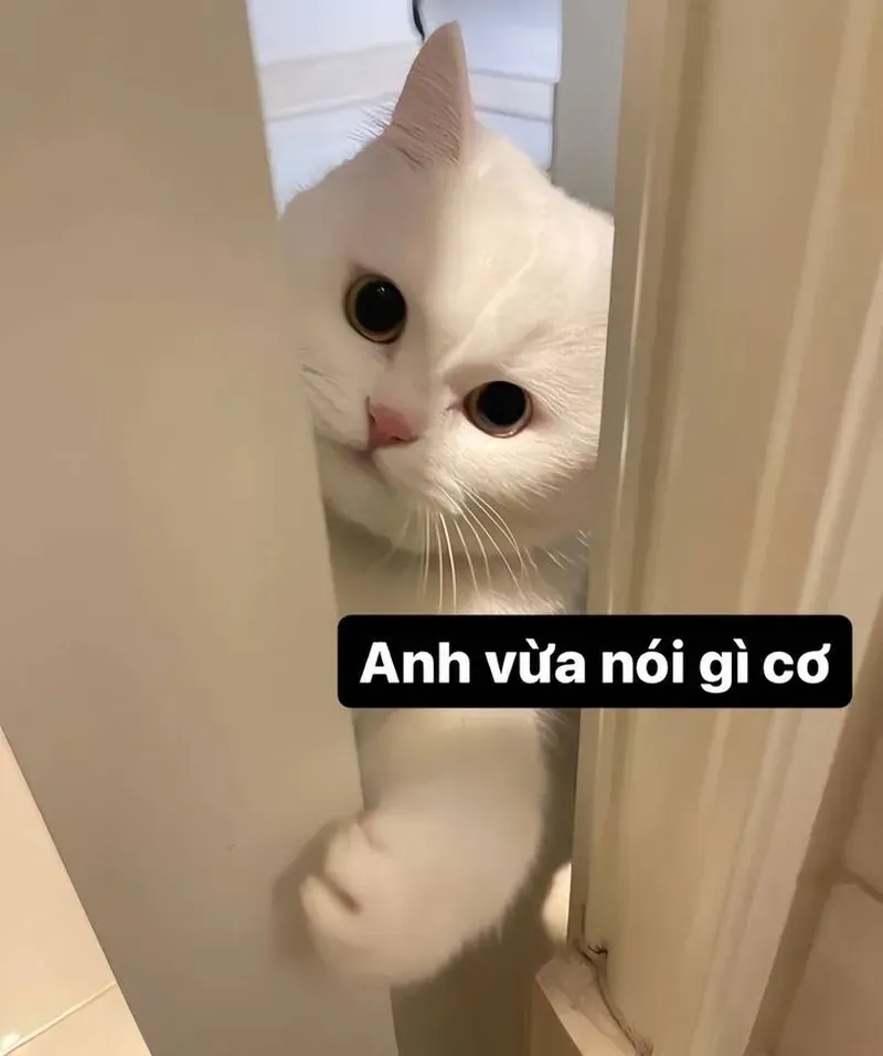 Tổng hợp hình ảnh meme mèo hot nhất hôm nay