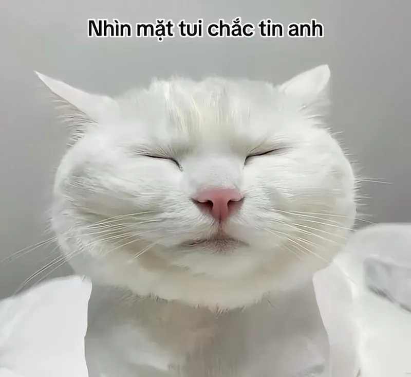 Không thể nhịn cười trước hình ảnh meme mèo hài