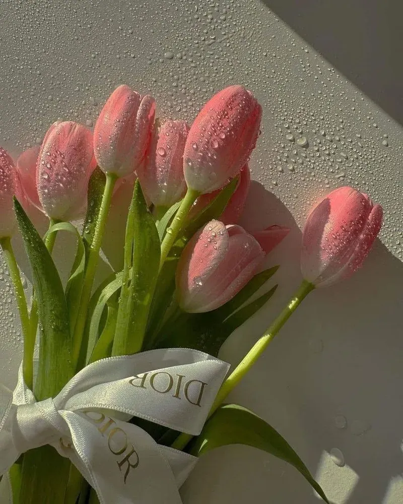 Những ảnh hoa tulip đẹp nhất cho bạn yêu hoa
