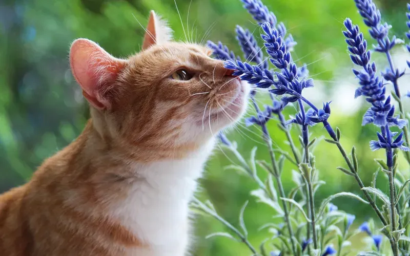 Bộ sưu tập meme avatar vô tri mèo hài hước nhưng vẫn chất lừ
