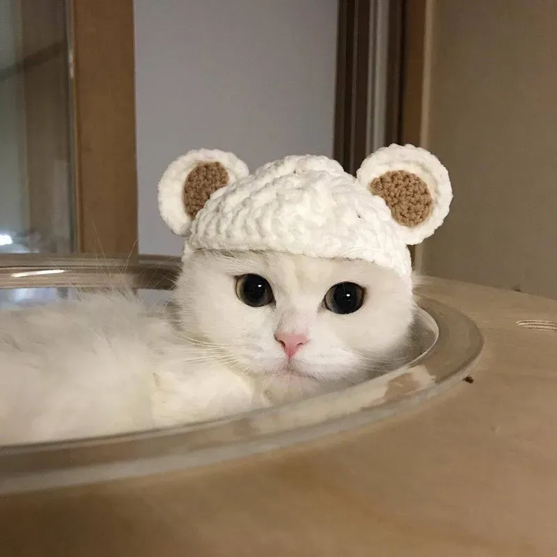 Thần thái bí ẩn của avatar con mèo vô tri khiến ai cũng tò mò