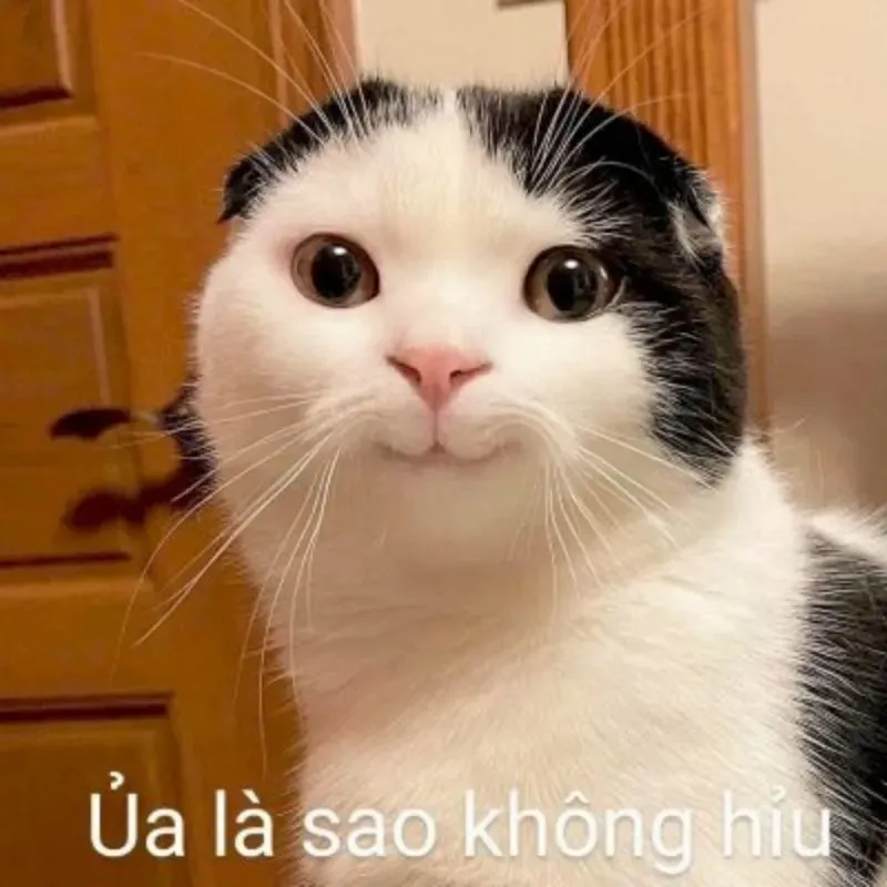 Cười đau bụng với bộ sưu tập meme hài hước meme cute cực đáng yêu