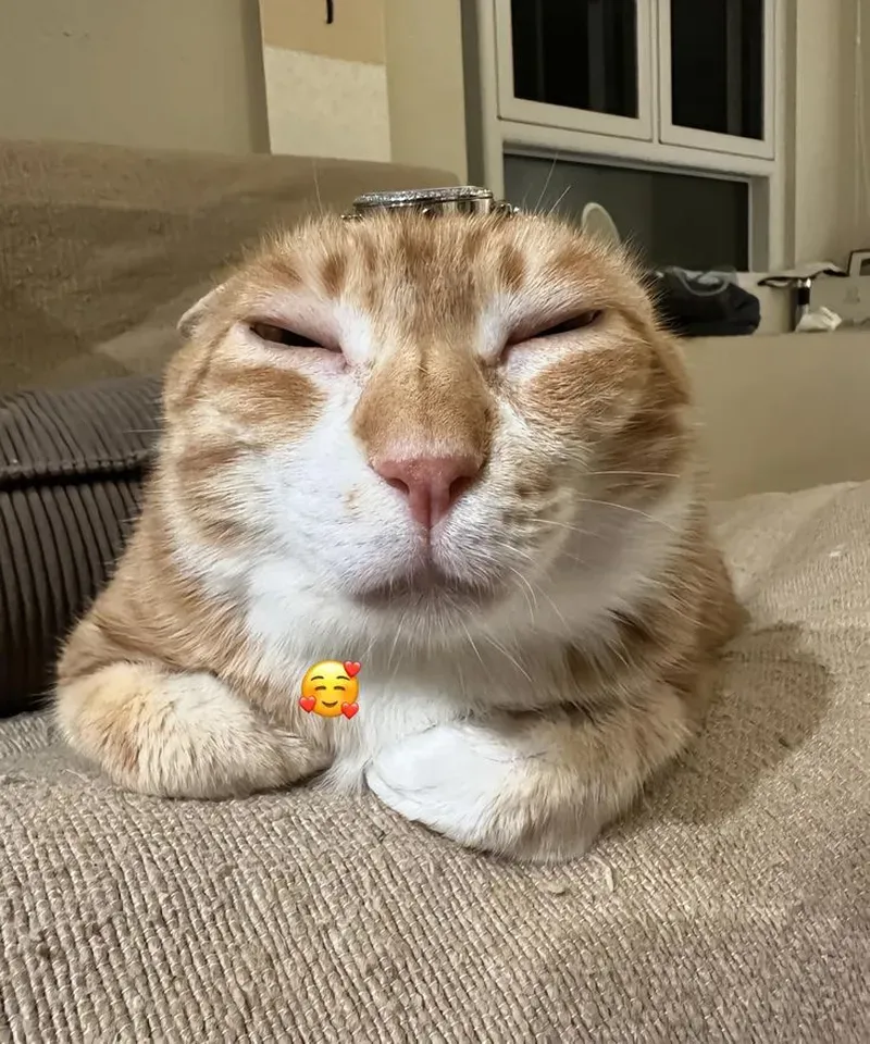 Vừa đáng yêu vừa lầy lội, chuẩn không cần chỉnh