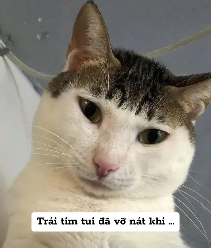 Sự kết hợp hoàn hảo giữa dễ thương và siêu bựa