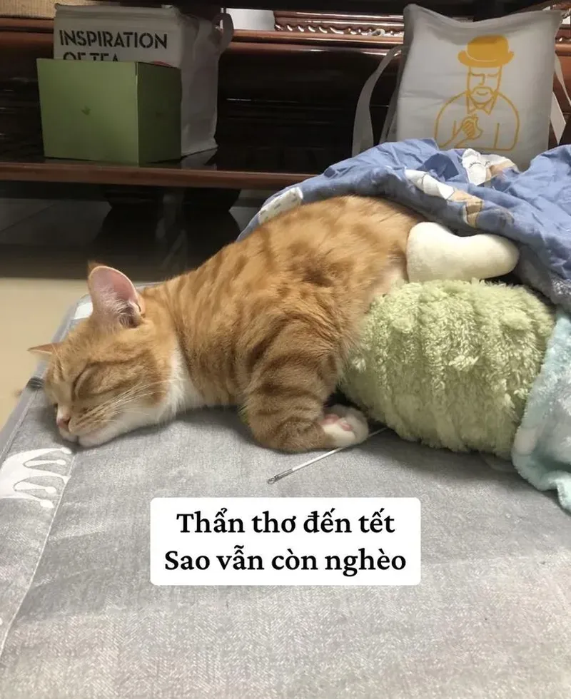 Khi mèo cũng biết cách 
