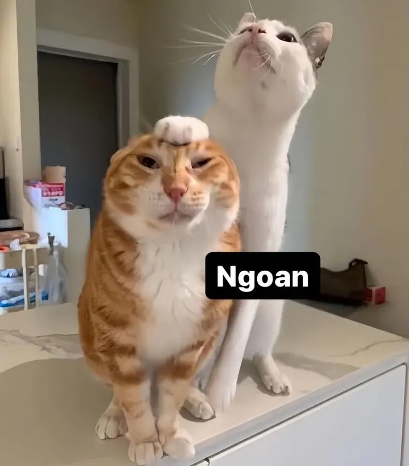 Dùng làm ảnh đại diện đảm bảo 