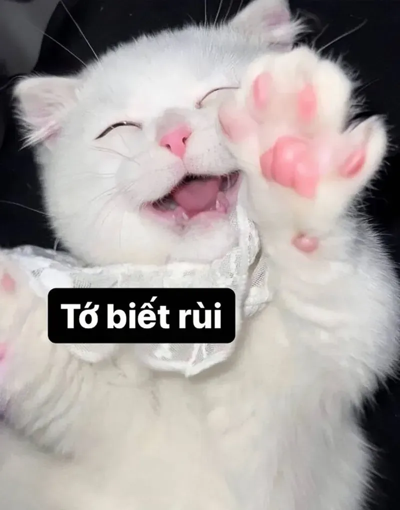 Loạt mèo cười meme đang gây bão mạng xã hội