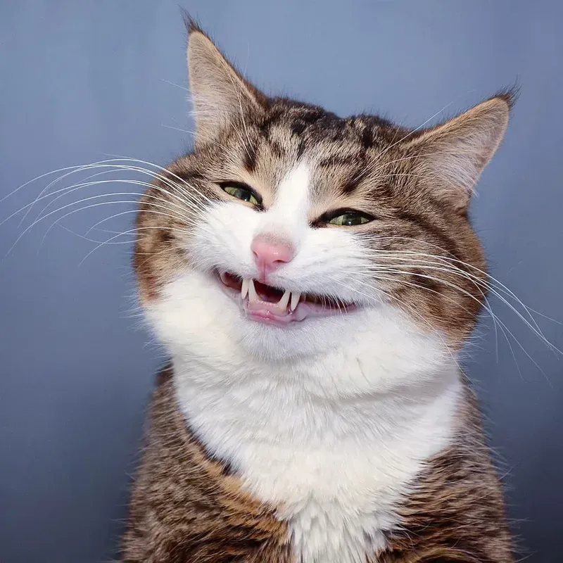 Cười không ngậm được mồm với meme mèo cười nhe răng