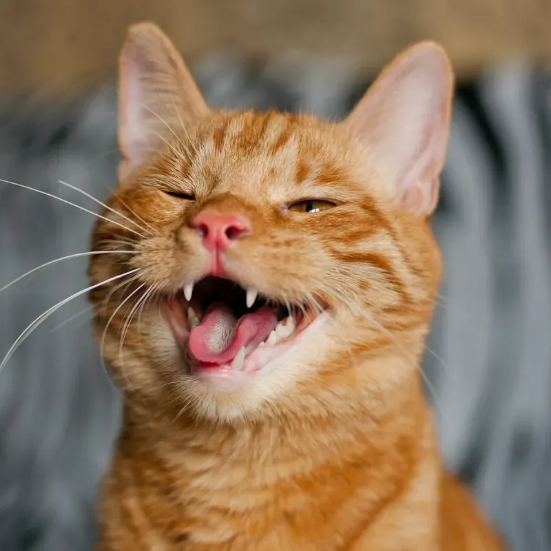 Biểu cảm siêu lầy lội trong meme mèo cười đểu cực chất
