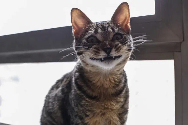 Phản ứng cực chất với meme mèo cười haha viral nhất