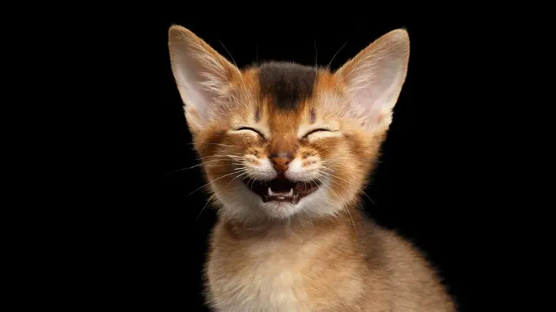 Hài hước bất tận với há mồm meme mèo cười