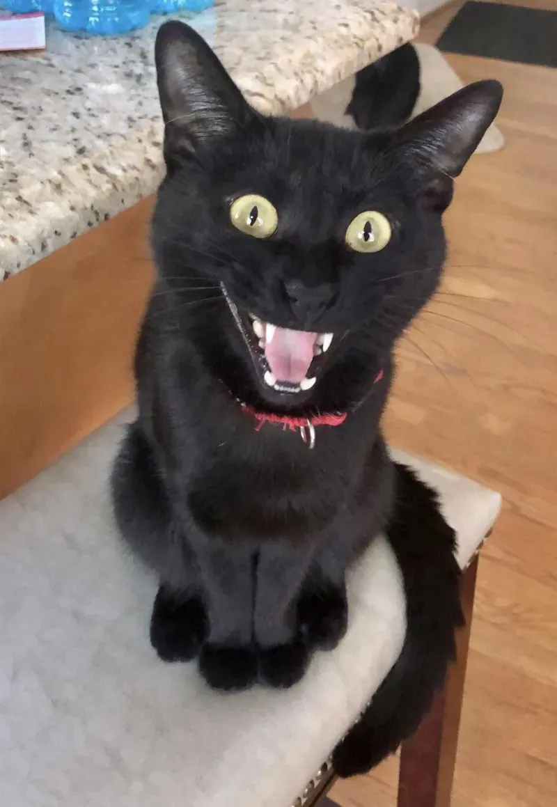 Tổng hợp ảnh meme mèo cười cực hài không thể bỏ lỡ