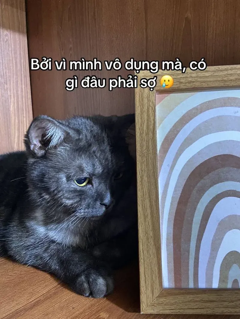 Ai nhìn ảnh meme mèo cute cũng muốn ôm ngay một bé mèo