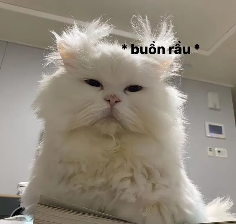 Đặt avatar mèo cute meme là tự động tăng 200% độ đáng yêu