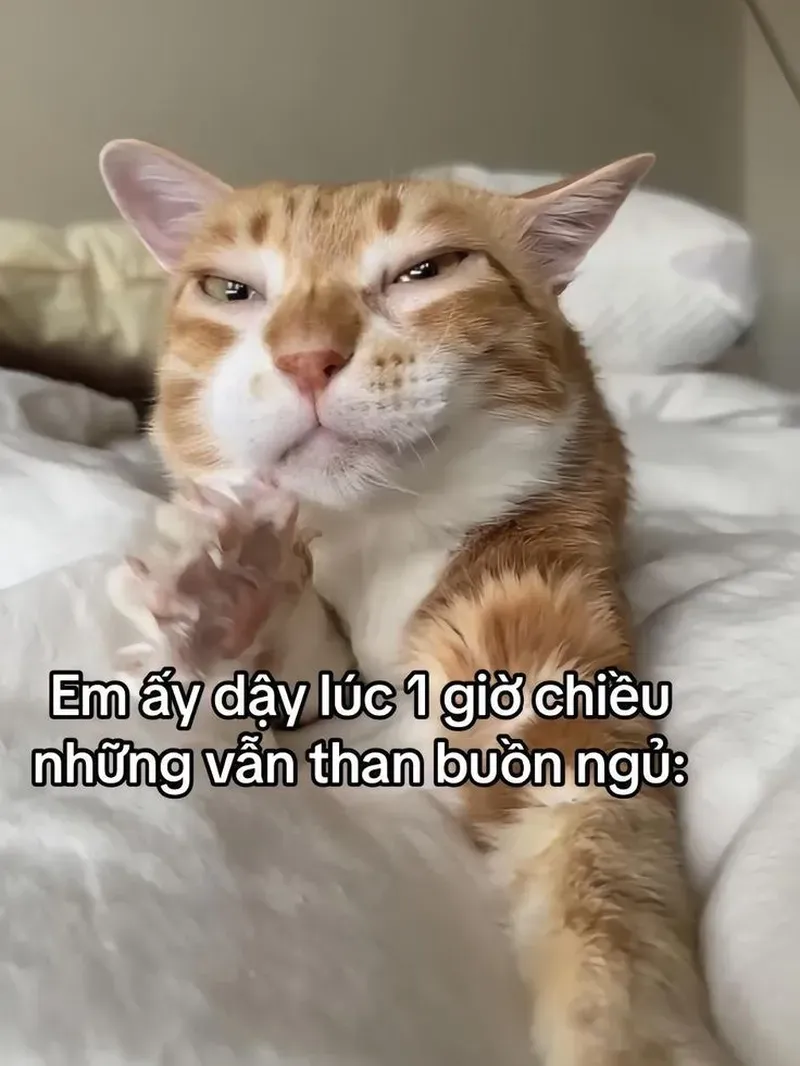Bộ sưu tập meme ảnh mèo cute khiến ai cũng tan chảy