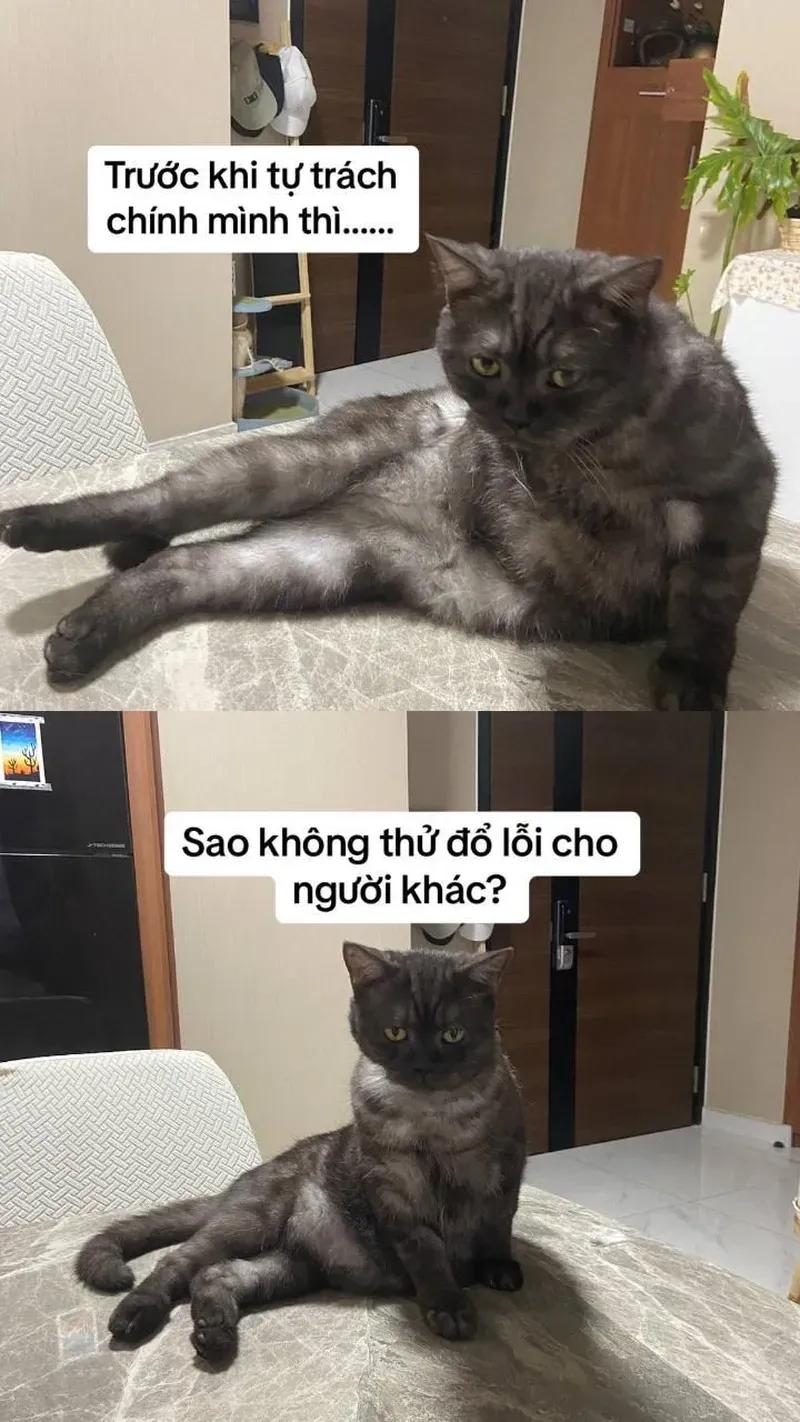 Dễ thương không lối thoát với mèo cute meme hot trend