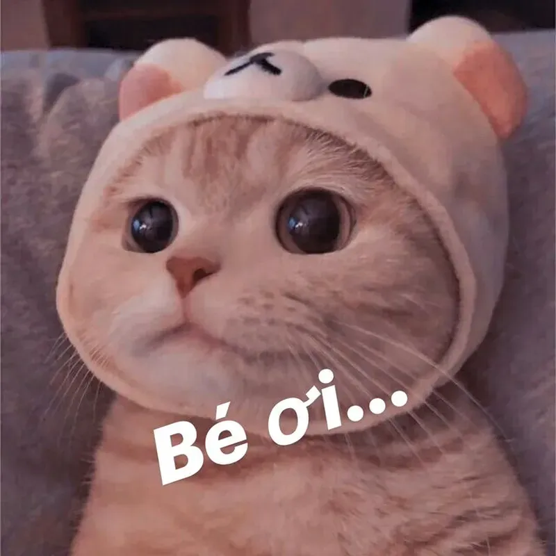 Tận hưởng niềm vui với bộ sưu tập cute meme mèo cute