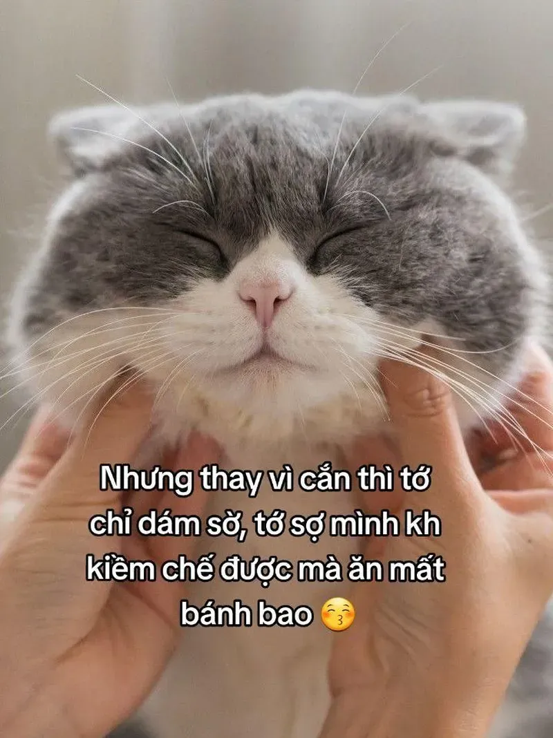 Cười tít mắt với meme mèo cute cười đáng yêu vô đối