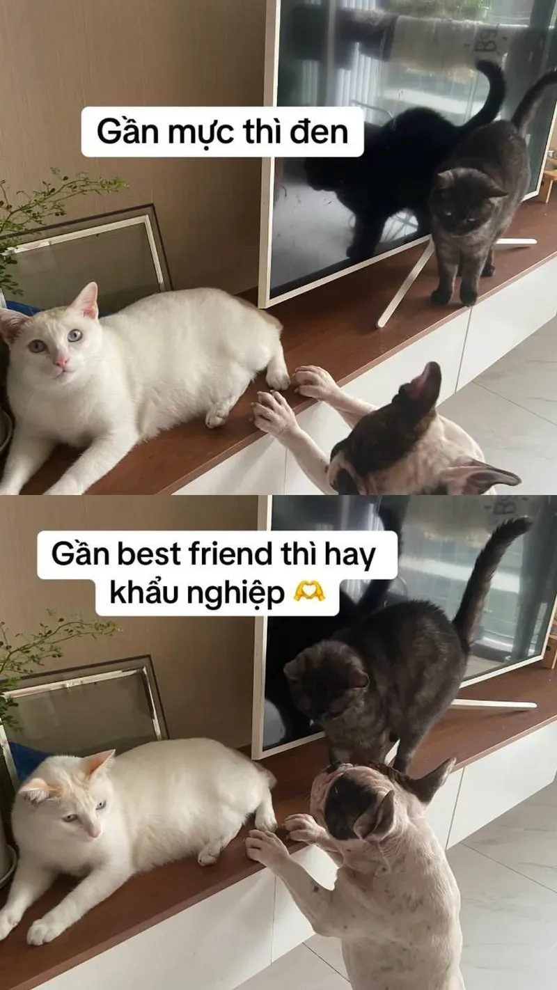 Không thể bỏ lỡ meme ngộ nghĩnh ảnh mèo cute đang viral