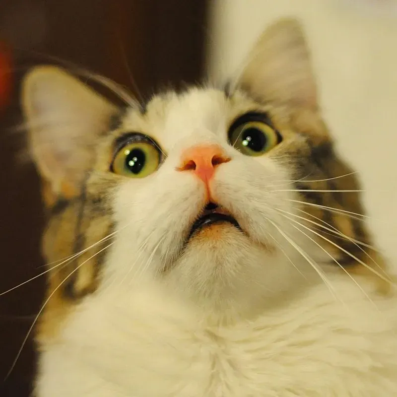 Tổng hợp những ảnh mèo cute meme dễ thương nhất
