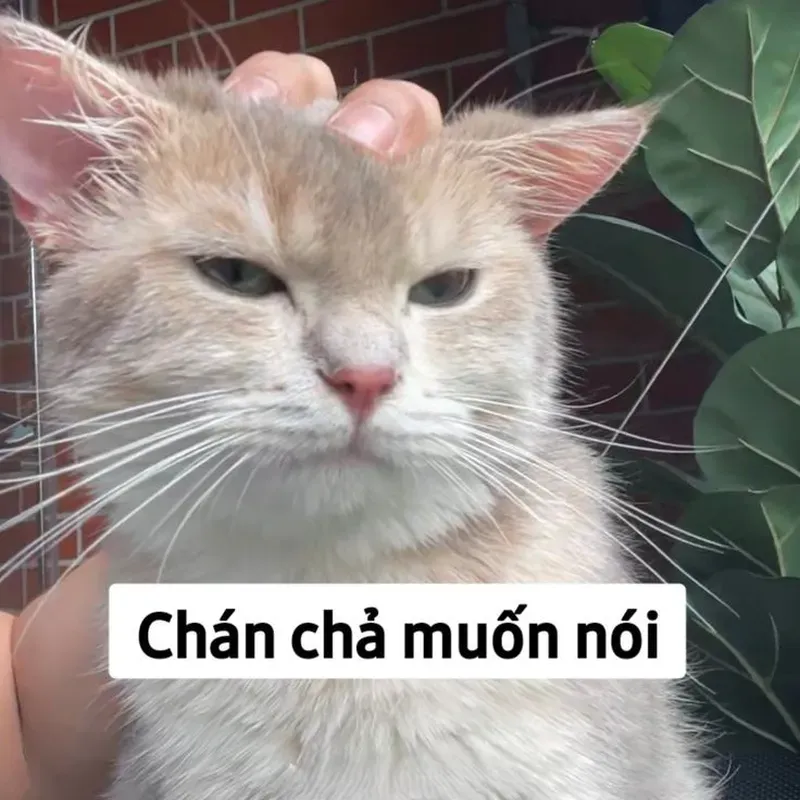 Cập nhật ngay hình ảnh meme mèo cute hot nhất hôm nay