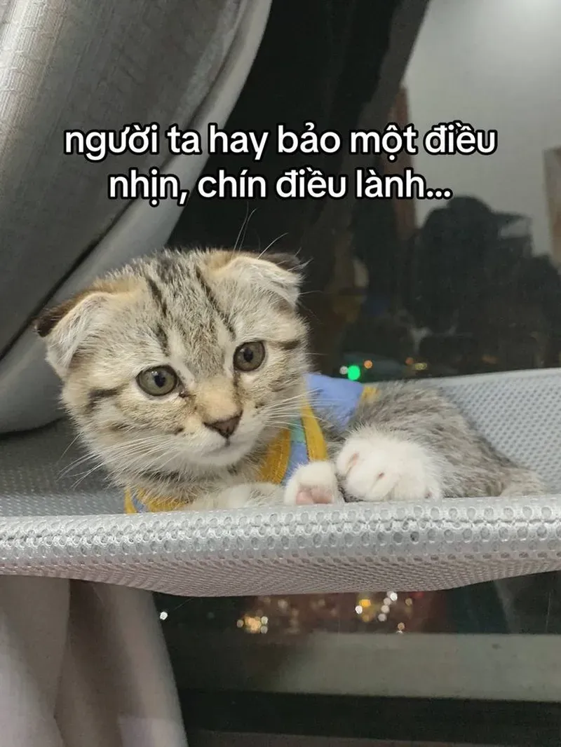 Cực kỳ đáng yêu với loạt meme con mèo cute chất lượng cao