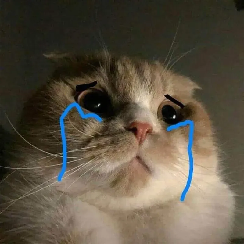 Ai cũng đồng cảm với mèo khóc meme siêu dễ thương