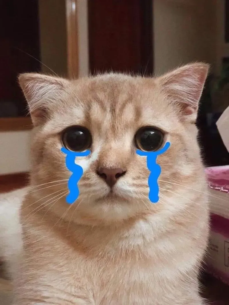 Biểu cảm đáng thương của meme mèo khóc cute khiến ai cũng xót xa