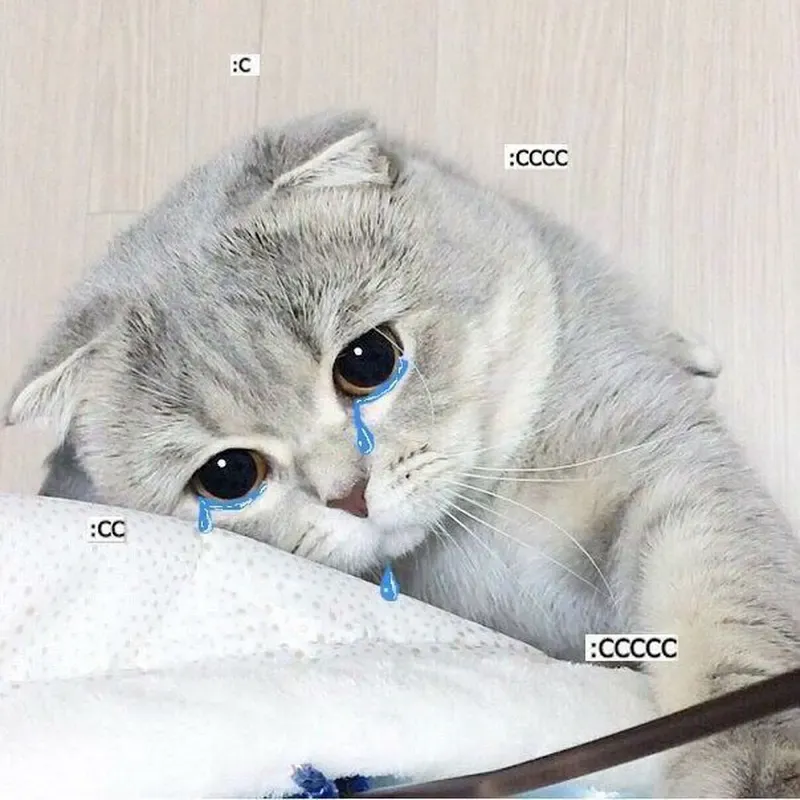 Khi cảm xúc chạm đáy với meme mèo khóc like