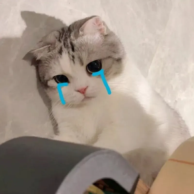 Vừa đáng thương vừa hài hước với meme mèo khóc bựa
