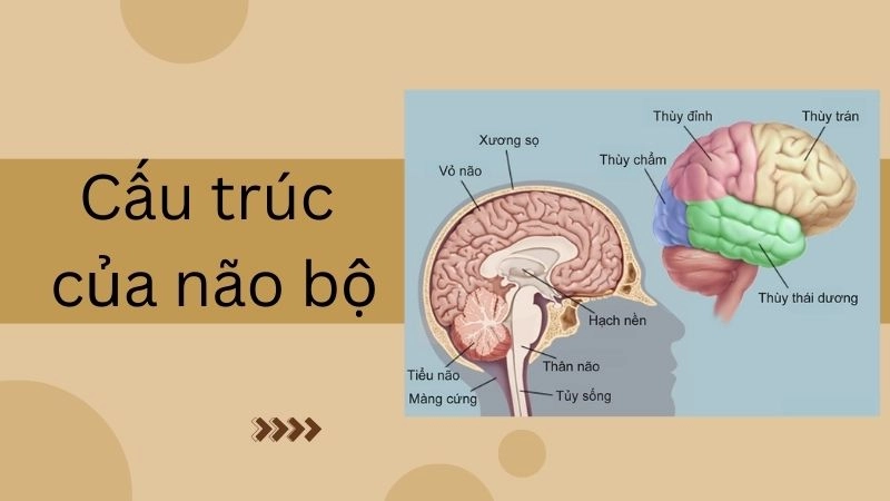Cấu trúc tuyệt vời của não bộ
