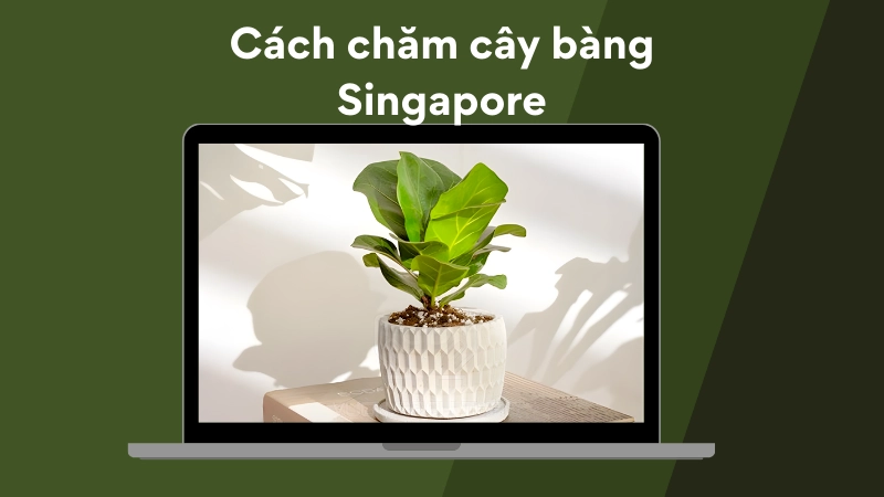 Cây bàng Singapore để bàn làm việc giúp thanh lọc không khí hiệu quả