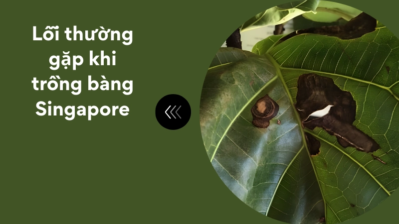 Biểu hiện lá cây bàng Singapore bị đốm nâu do nấm bệnh tấn công