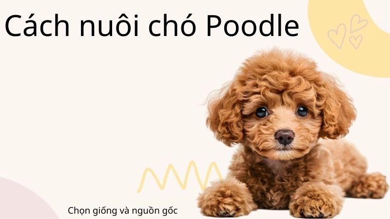 Chọn giống và nguồn gốc – Nền tảng cho bộ lông xoăn hoàn hảo