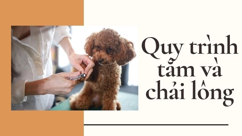 Quy trình tắm và chải lông – Bí mật để lông xoăn “bung” tối đa