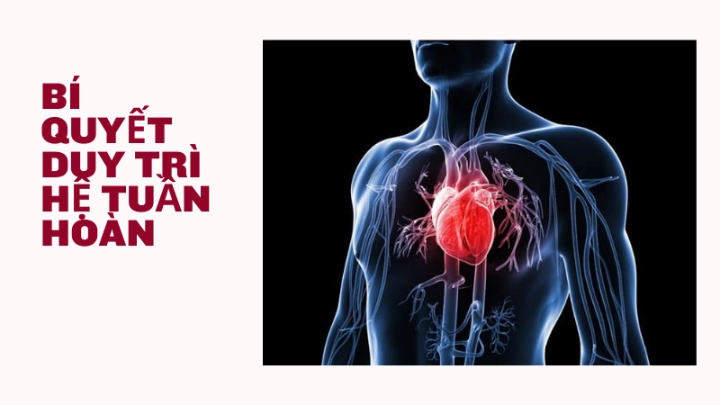 Bí quyết duy trì hệ tuần hoàn khỏe mạnh mỗi ngày