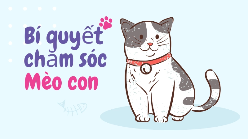 Cách giữ ấm cho mèo con mới về nhà an toàn