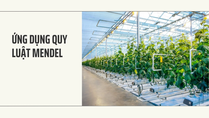 Ứng dụng quy luật mendel trong lai tạo giống cây trồng năng suất cao