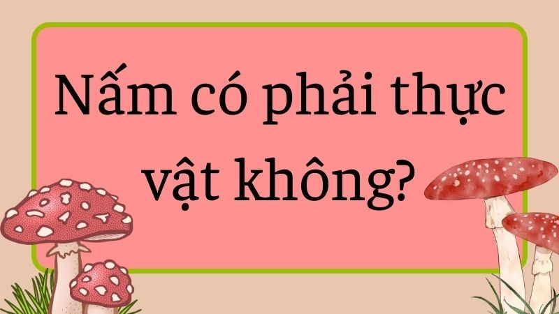 Phân loại sinh học chính xác của nấm là gì?