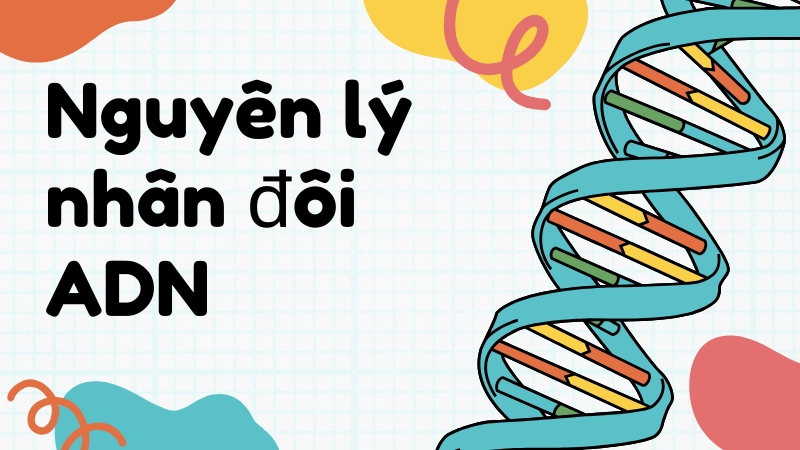 Nguyên lý nhân đôi adn trong tế bào