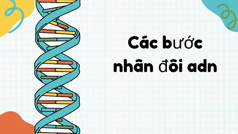Các bước nhân đôi adn chính xác