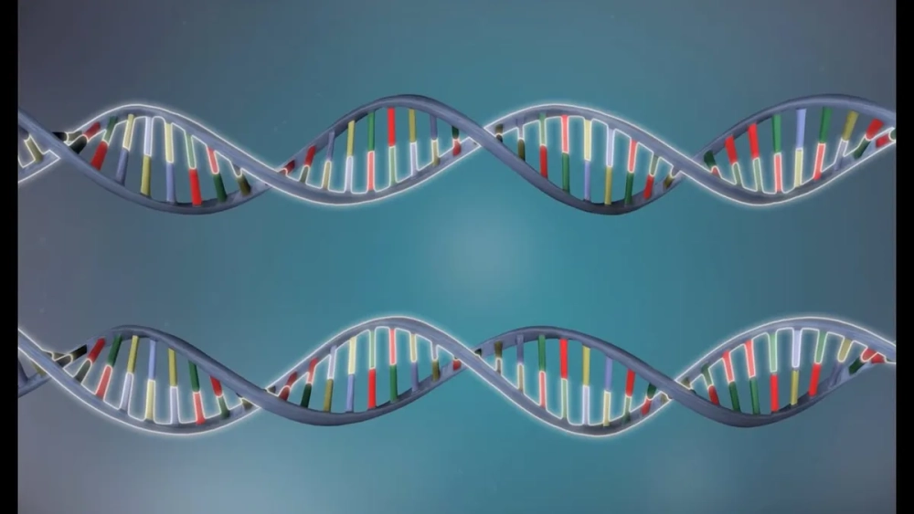 Sự hình thành hai phân tử ADN con giống hệt nhau