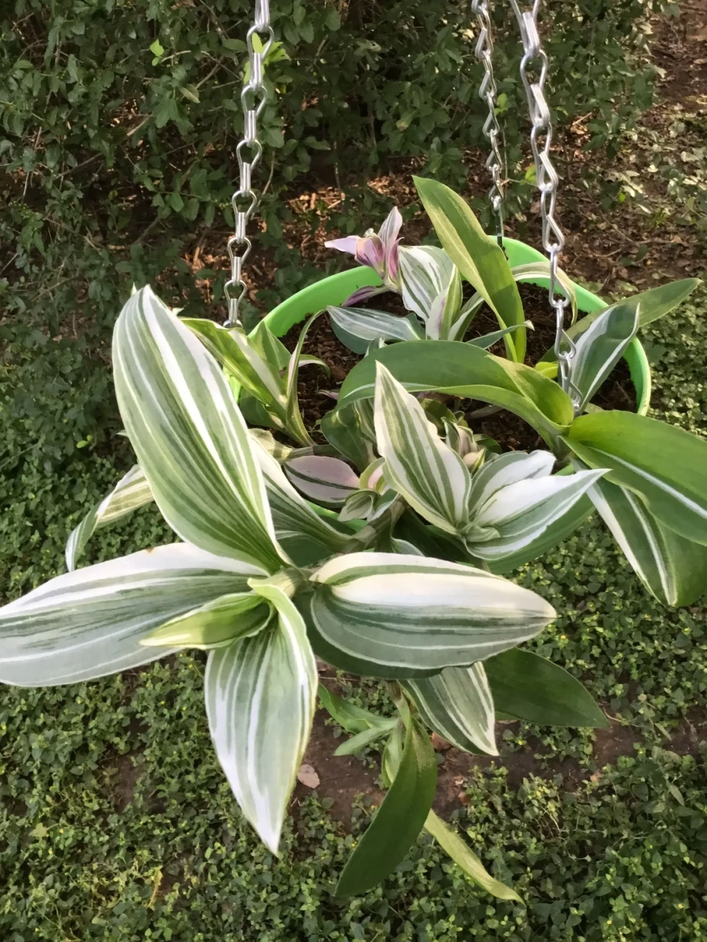 Đặc điểm cây lược vàng với những chiếc lá xanh mướt mọc so le